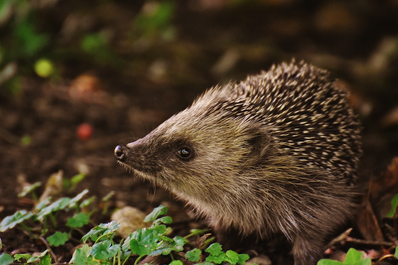 value hedgehog